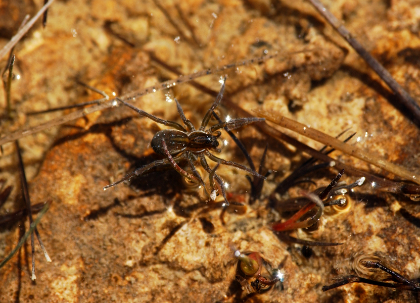 dolomedes0308