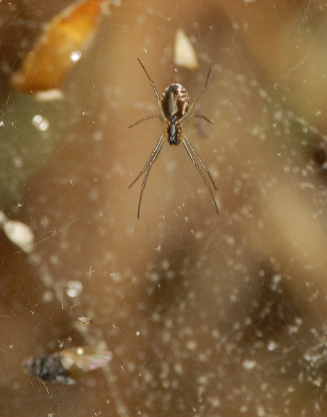 Arachnida