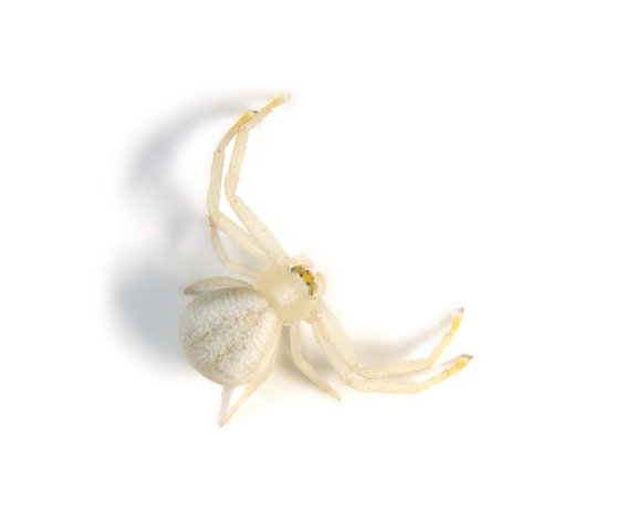 Photo of Misumena vatia