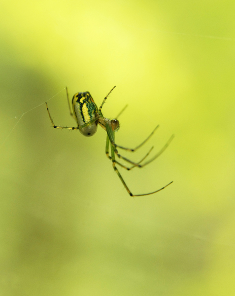 Tetragnathidae