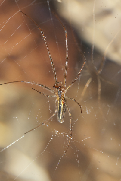 spider1269