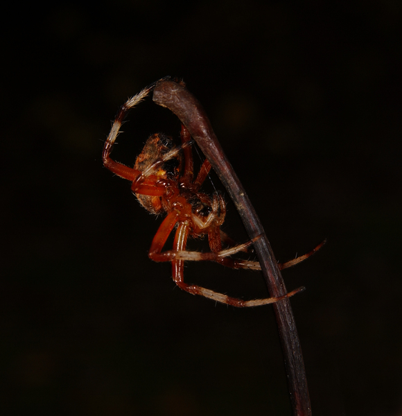 Araneus marmoreus