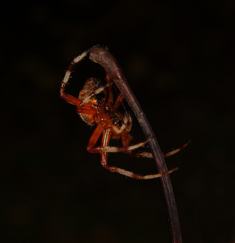 Male orb-weaving spiders fight less in female-dominated colonies