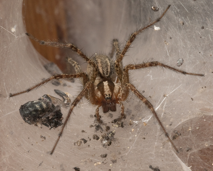 Arachnida