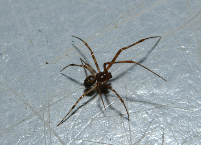 Photo of Araneae