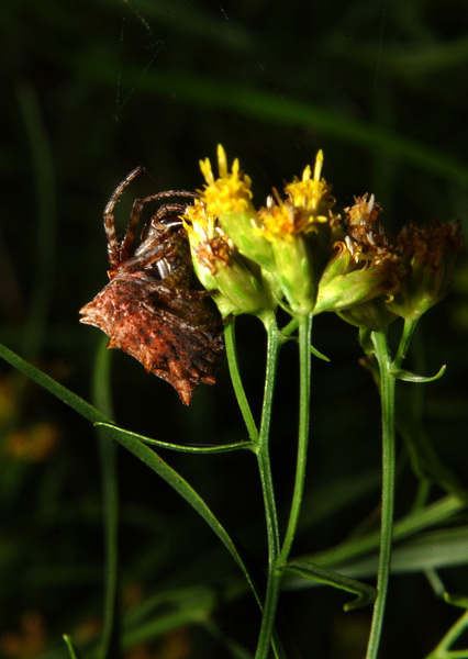 Acanthepeira stellata