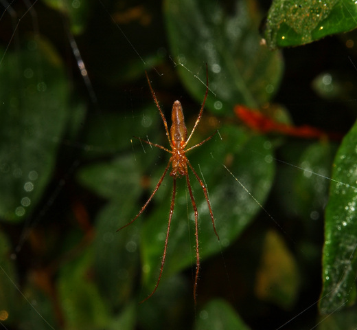 Photo of Tetragnatha