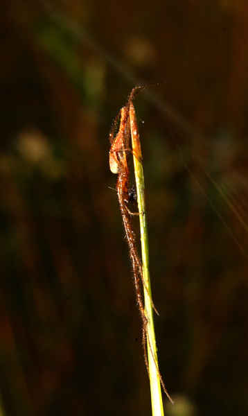 Arachnida