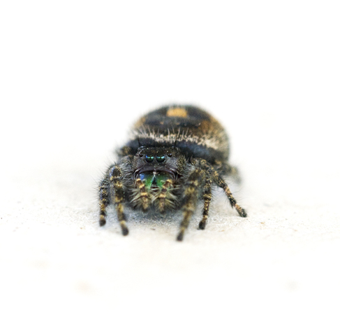 Photo of Salticidae