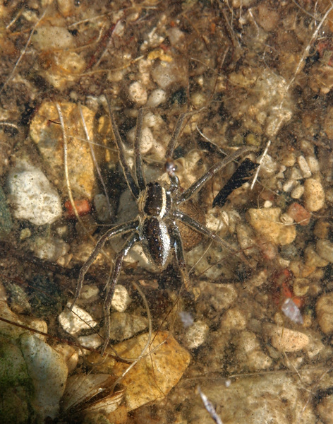 underwater_spider4760