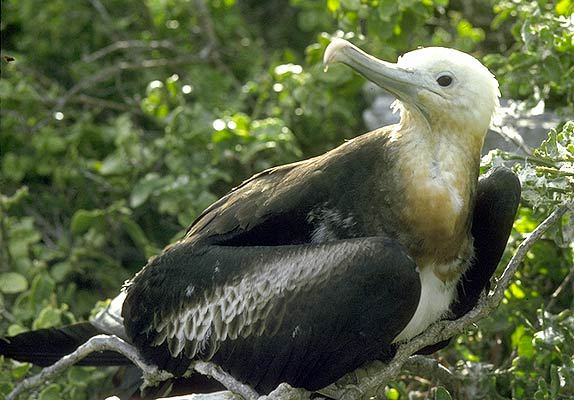 Fregata magnificens