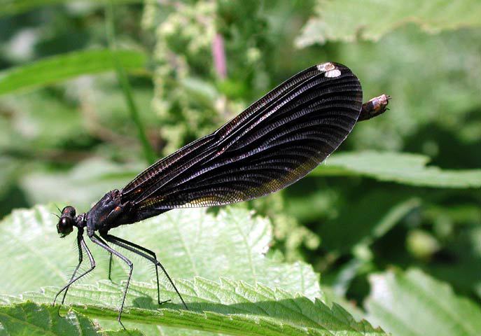 Calopteryx