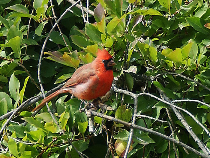 Cardinalidae