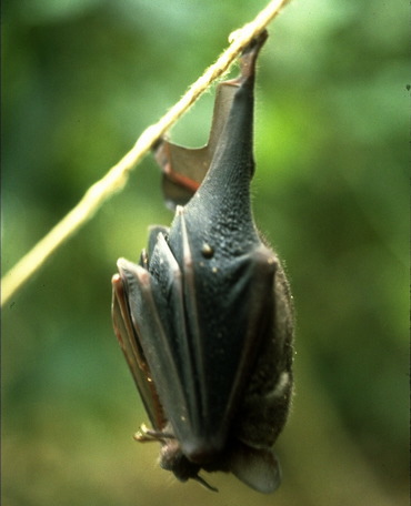 Phyllostomidae