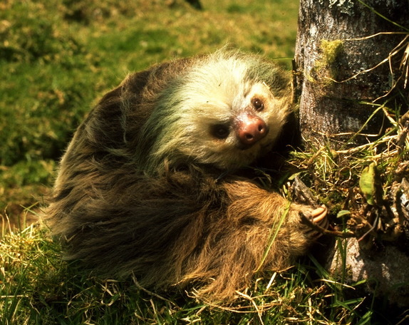 sloth with human teeth