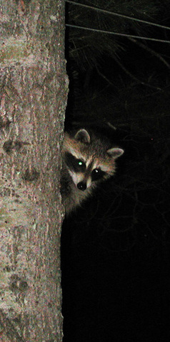 raccoon in tree at night