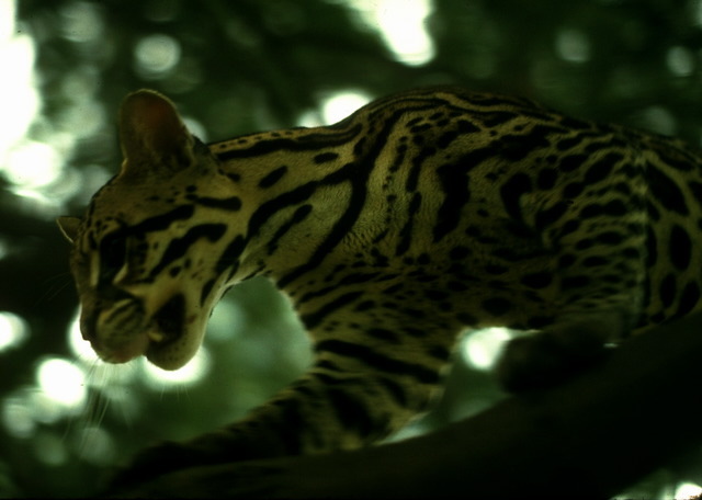 how much is a pet ocelot