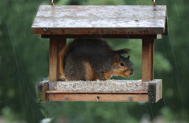 Sciurus