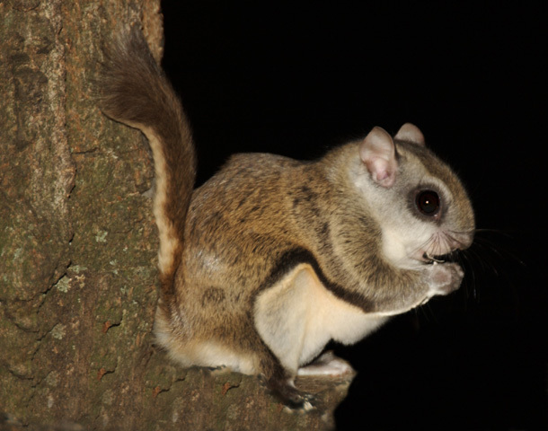 Glaucomys volans