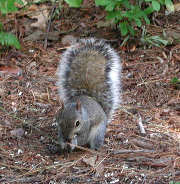 Sciurus carolinensis