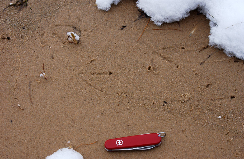 mallardtracks