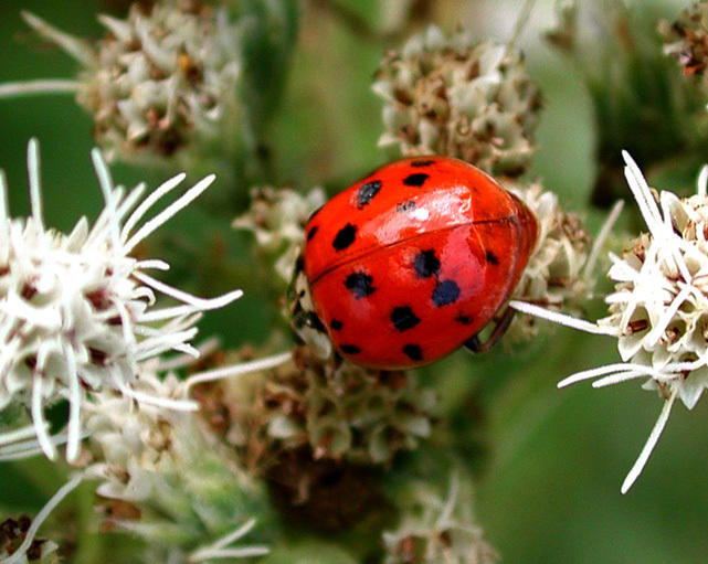 Harmonia axyridis