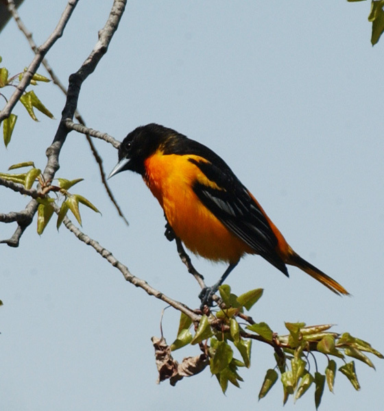 Icterus galbula