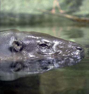 Hexaprotodon liberiensis