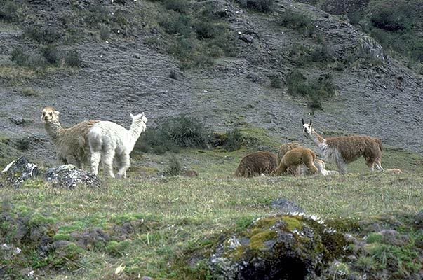 Alpaca Llama 1 Head Face Domestic Animal Cattle Breed Breeder Farm