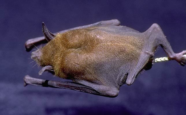 sooty mustached bat