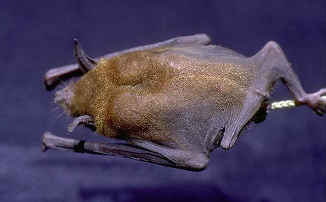 Chiroptera