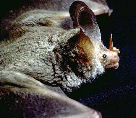 Chiroptera