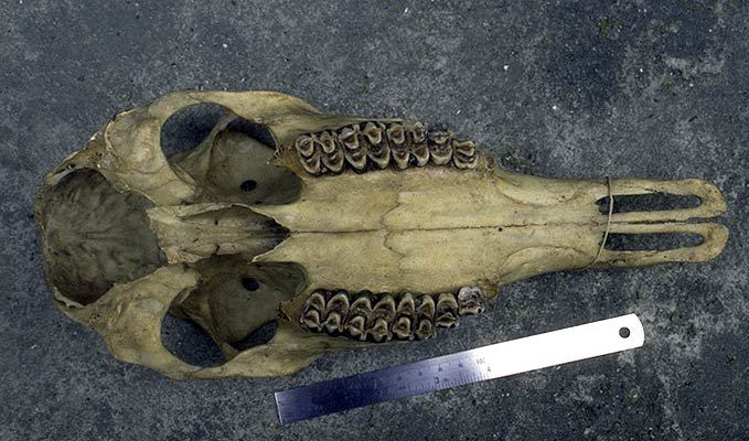 Vertebrata