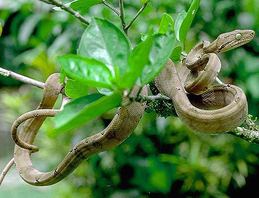 Tree Boa (Corallus hortulanus), Centro de Pesquisas …