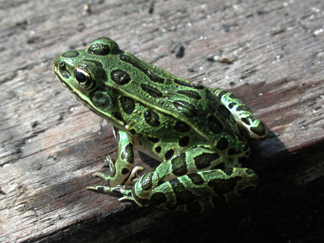 Lithobates pipiens – Northern Leopard Frog