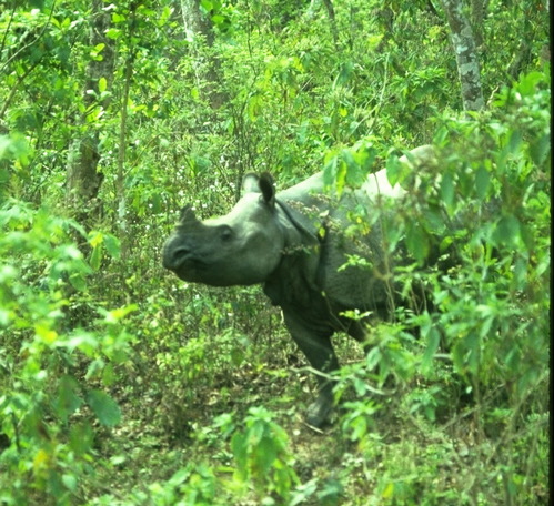 Rhinoceros Fact Sheet, Blog, Nature