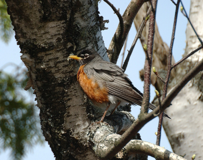 Turdus