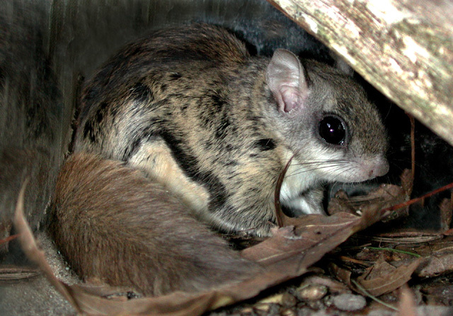 Glaucomys sabrinus