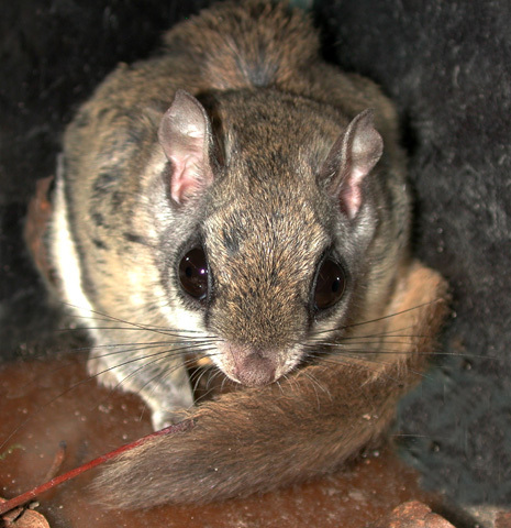 Rodentia