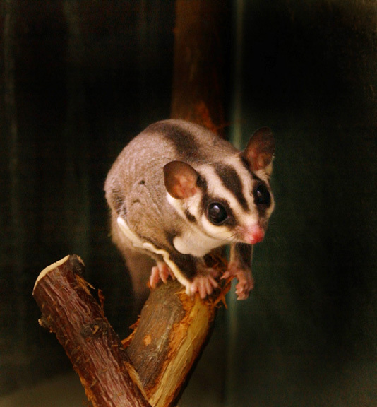 sugarglider1