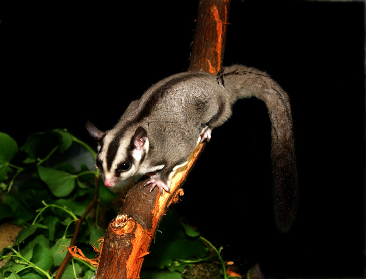 Petaurus breviceps