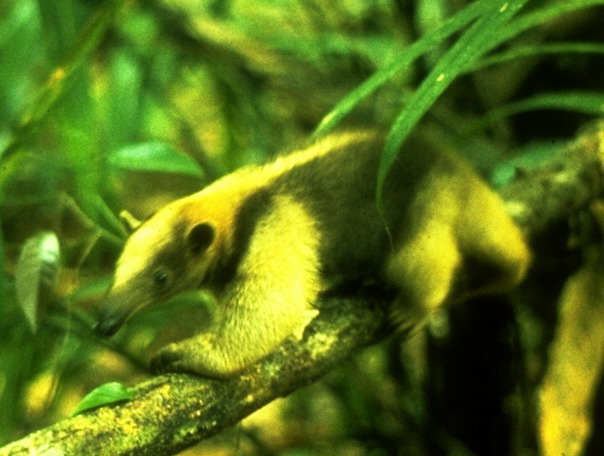 If a tamandua feels threatened while in a tree, it will hold onto