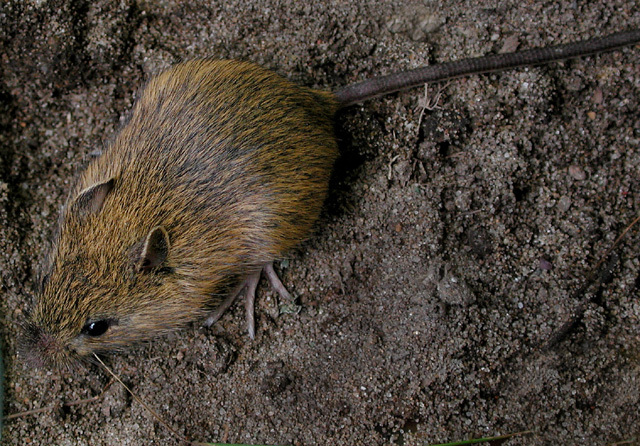 Meadow Jumping Mouse