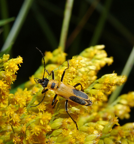 Goldenrod Soldier Beetle (EwA Guide to the Insects and Spiders of the ...