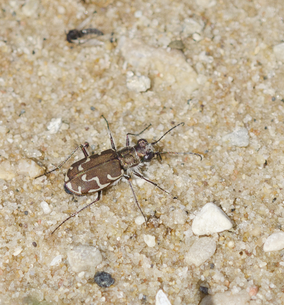 Cicindela3196