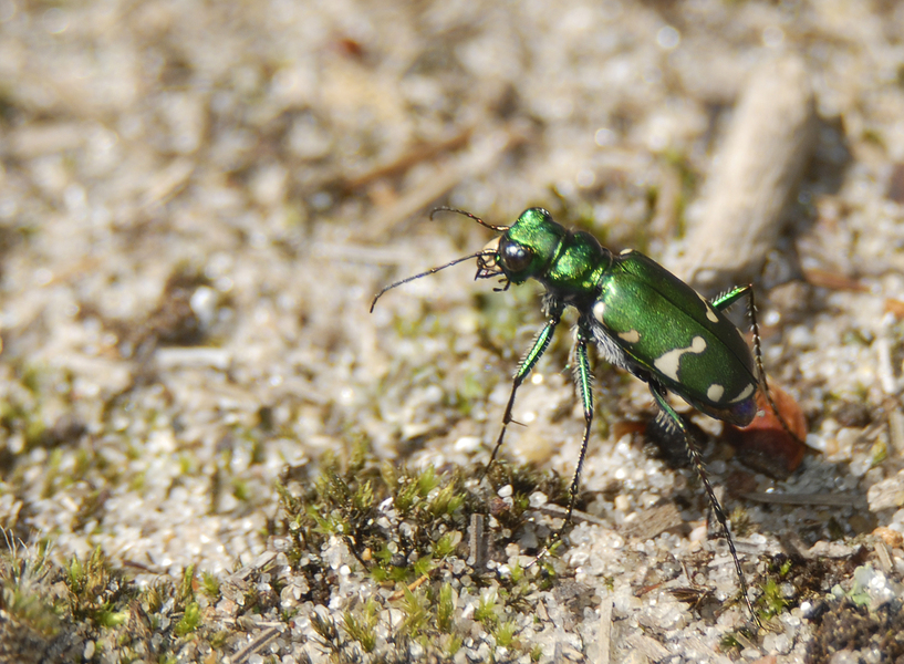 Cicindela