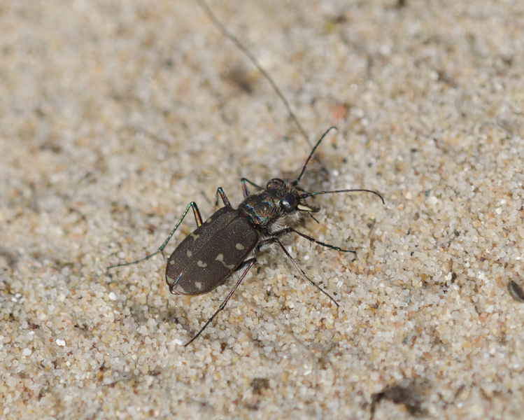 Cicindela hirticollis