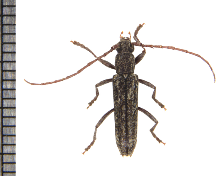 Cerambycidae