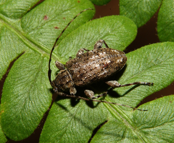 Photo of Astylopsis