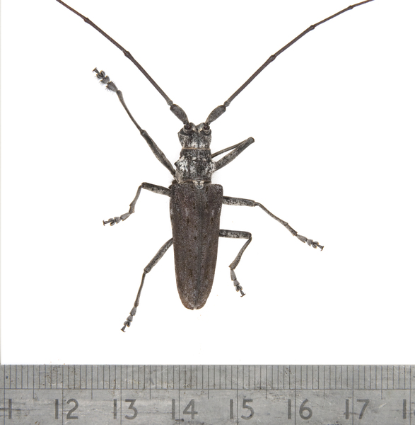 Cerambycidae